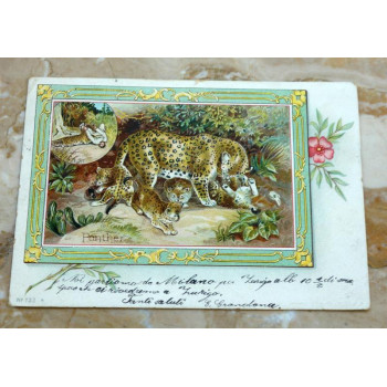 Postkarte um 1900 Leopard 